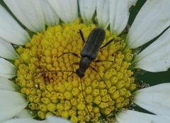 Grammoptera ruficornis