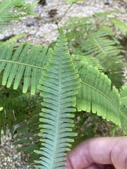Dicranopteris