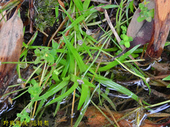 Eriocaulon truncatum