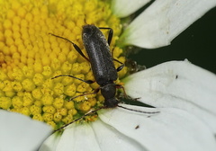 Grammoptera ruficornis