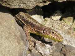 Darevskia rudis bischoffi