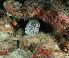 Gymnothorax favagineus