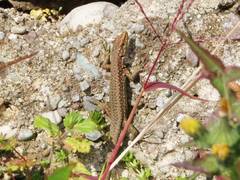 Darevskia rudis bischoffi