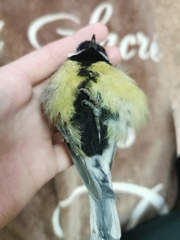 Parus major