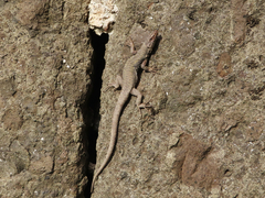 Darevskia rudis bischoffi