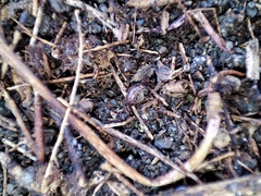 Chaetophiloscia hastata