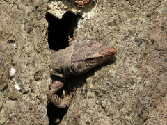Darevskia rudis bischoffi