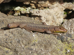 Darevskia rudis bischoffi