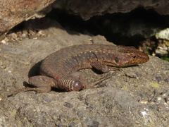 Darevskia rudis bischoffi