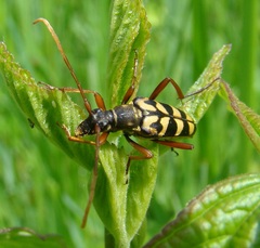 Leptura annularis