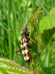 Leptura annularis