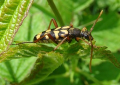 Leptura annularis