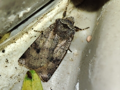 Cerastis faceta