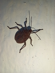 Apodiphus integriceps