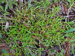 Eriocaulon truncatum