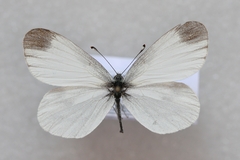 Leptidea sinapis