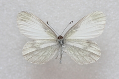 Leptidea sinapis
