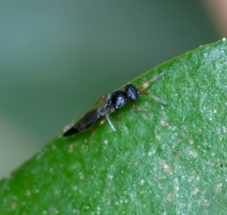 Sacespalus