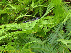 Kaniska canace drilon