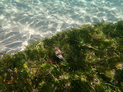 Torquigener pleurogramma