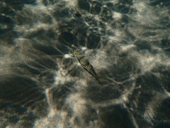 Torquigener pleurogramma