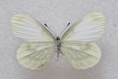 Leptidea sinapis