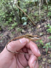 Anolis krugi