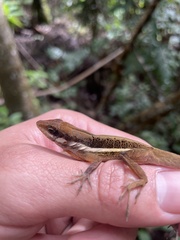 Anolis krugi