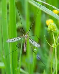 Tipula vernalis