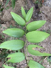 Smilax lanceifolia