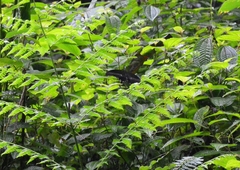 Papilio helenus daksha