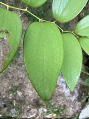 Smilax lanceifolia