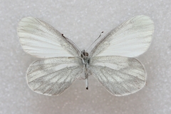 Leptidea sinapis