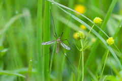 Tipula vernalis