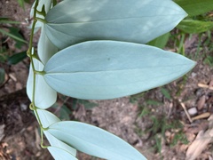 Smilax lanceifolia