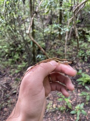 Anolis krugi