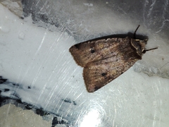 Cerastis faceta