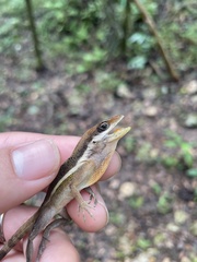 Anolis krugi