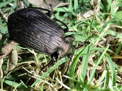 Calosoma alternans