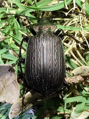 Calosoma alternans