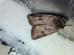 Cerastis faceta