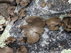 Lasallia pensylvanica