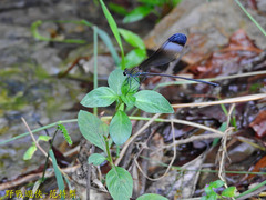 Psolodesmus mandarinus mandarinus