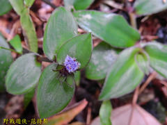 Belosynapsis ciliata