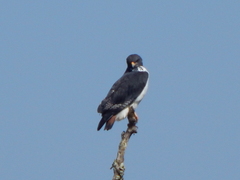 Buteo augur