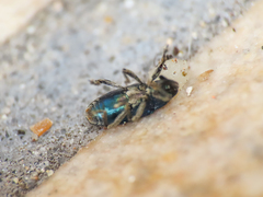 Baridina