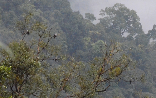 Malabar Imperial Pigeon (Ducula cuprea), photo 9