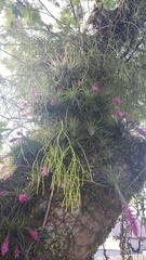 Tillandsia stricta