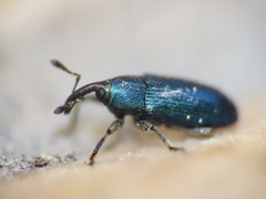 Baridina