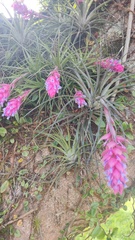 Tillandsia stricta